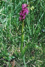 Attēlu rezultāti vaicājumam “Dactylorhiza cruenta”