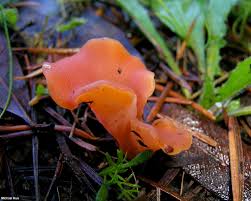 Attēlu rezultāti vaicājumam “Tremiscus helvelloides”