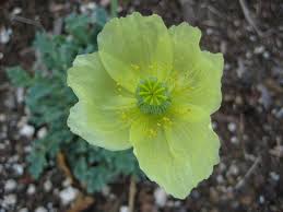 Attēlu rezultāti vaicājumam “Papaver”