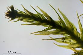 Attēlu rezultāti vaicājumam “Pseudoleskeella nervosa”