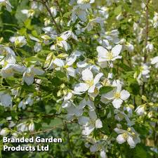 Attēlu rezultāti vaicājumam “Philadelphus lemoinei flower”