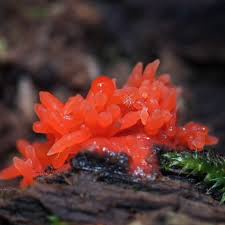 Attēlu rezultāti vaicājumam “Tubifera ferruginosa (subsp. ferruginosa) spores”