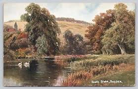 Image result for Sussex Swans
