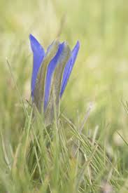 Attēlu rezultāti vaicājumam “Gentiana pneumonanthe leaf”