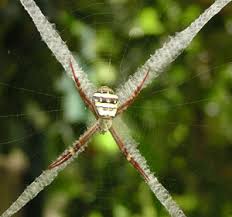 Image result for st andrews cross spider