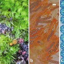 Attēlu rezultāti vaicājumam “Lamprospora tortulae-ruralis”