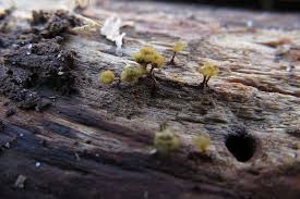 Attēlu rezultāti vaicājumam “Trichia crateriformis”