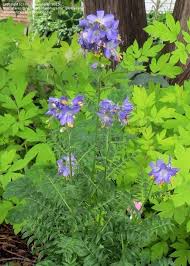 Attēlu rezultāti vaicājumam “Polemonium caeruleum bud”