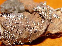 Attēlu rezultāti vaicājumam “Diachea leucopodia”