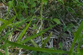 Attēlu rezultāti vaicājumam “Ophrys insectifera leaf”