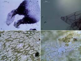 Attēlu rezultāti vaicājumam “Cephaloziella hampeana”