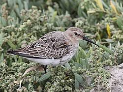 Attēlu rezultāti vaicājumam “Calidris alpina adult”