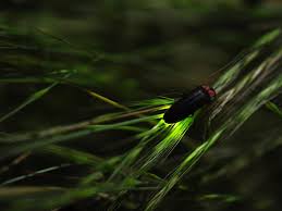 Image result for Fareham Fireflys Yc