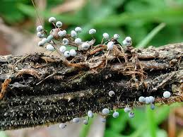 Attēlu rezultāti vaicājumam “Didymium megalosporum macro”