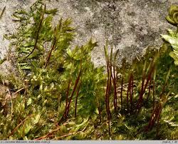 Attēlu rezultāti vaicājumam “Homomallium incurvatum”