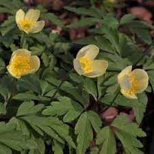 Attēlu rezultāti vaicājumam “Anemone x lipsiensis leaf”