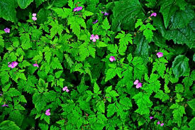 Attēlu rezultāti vaicājumam “Geranium robertianum fruit”