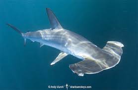 Image result for Sphyrna