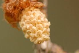 Attēlu rezultāti vaicājumam “Larix kaempferi female flower”