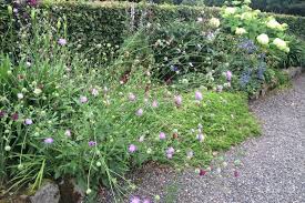 Image result for Knautia arvensis