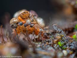 Attēlu rezultāti vaicājumam “Chrysopidae eggs”