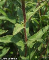 Image result for Inula hirta