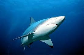 Image result for Carcharhinus limbatus