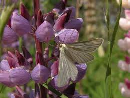 Attēlu rezultāti vaicājumam “Siona lineata”
