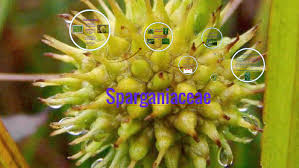 Attēlu rezultāti vaicājumam “Sparganiaceae”