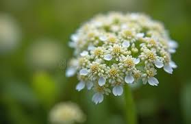 Attēlu rezultāti vaicājumam “Pimpinella saxifraga flower”