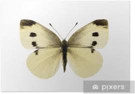 Attēlu rezultāti vaicājumam “Pieris rapae male”