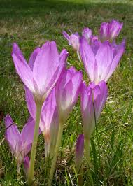 Attēlu rezultāti vaicājumam “Colchicum luteum flower”