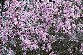 Attēlu rezultāti vaicājumam “Magnolia cylindrica”