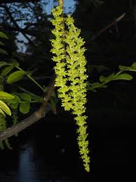Attēlu rezultāti vaicājumam “Pterocarya fraxinifolia flower”
