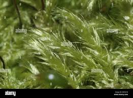 Attēlu rezultāti vaicājumam “Brachythecium salebrosum”