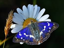 Attēlu rezultāti vaicājumam “Apatura iris male”