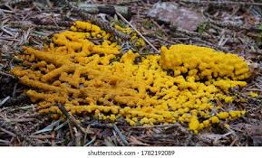 Attēlu rezultāti vaicājumam “myxomicetes”