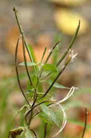 Attēlu rezultāti vaicājumam “Epilobium montanum”