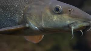 Image result for Barbus barbus