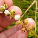 Attēlu rezultāti vaicājumam “Pyrola minor fruit”