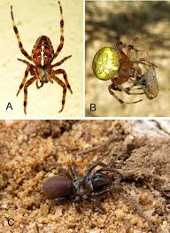 Attēlu rezultāti vaicājumam “Araneus diadematus female”