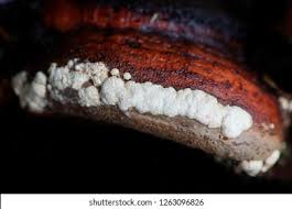 Attēlu rezultāti vaicājumam “Hypocrea pulvinata”