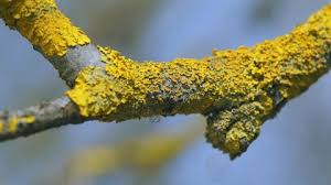 Attēlu rezultāti vaicājumam “Caloplaca scopularis”