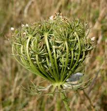 Image result for Daucus carota