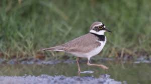 Attēlu rezultāti vaicājumam “Charadrius dubius”