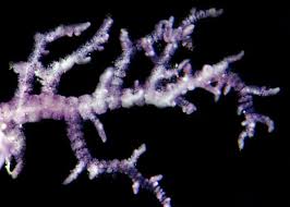 Attēlu rezultāti vaicājumam “Batrachospermum moniliforme”