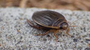 Attēlu rezultāti vaicājumam “Dytiscidae”