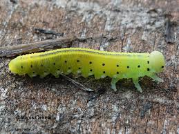 Attēlu rezultāti vaicājumam “Caenolyda reticulata”
