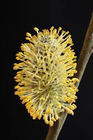 Attēlu rezultāti vaicājumam “Salix cinerea male flower”