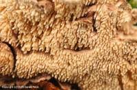 Attēlu rezultāti vaicājumam “Steccherinum bourdotii”